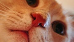 Какой нос должен быть у кота