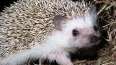 What are you afraid of hedgehogs