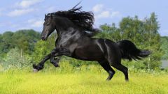 Какой аллюр у лошадей самый быстрый  