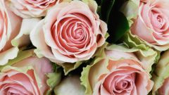 Почему розы в вазе быстро вянут