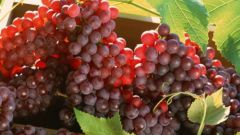 Как выращивать амурский виноград