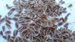 Fennel seeds - how to take