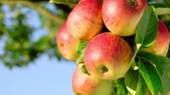 Какие витамины содержатся в яблоке