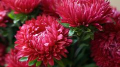 What is needed for abundant flowering asters annuals
