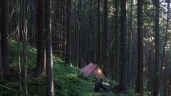 Как переночевать в лесу