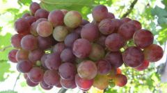 Полезные свойства винограда Лидия