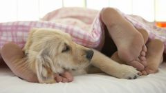 Как отучить собаку спать в одной постели с человеком
