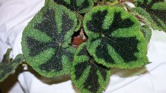 Why the begonias dry leaves
