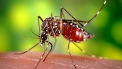 Как бороться с комарами
