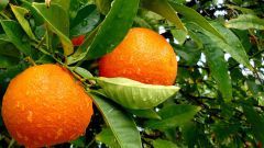 Как выращивать апельсины