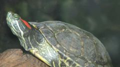 Как ухаживать за красноухой черепахой
