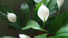 Why the flower Spathiphyllum dry leaf tips