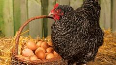 Как курица высиживает яйца