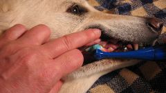How to treat gingivitis in dogs
