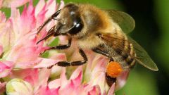 Чем полезна и чем вредна пчелиная пыльца