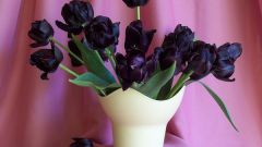 Как вырастить черные тюльпаны
