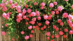 Twine the rose, where and how to plant 