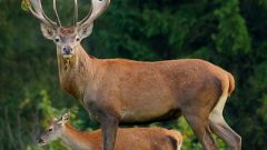 What is the antlers of the Altai maral 