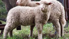 Как разводить овец романовской породы 