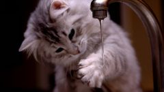 Стоит ли тратить деньги на шампунь для кошек или можно помыть своим