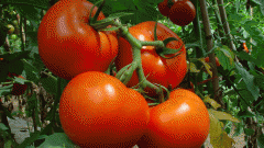 Как правильно поливать рассаду помидоров 