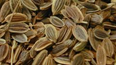 Семена укропа: лечебные свойства и область применения 