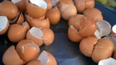 Какая польза и какой вред от приема яичной скорлупы 