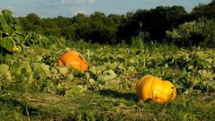 How to plant pumpkins in the open ground 