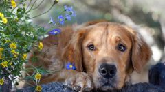 What are enteritis in dogs and how to treat them 