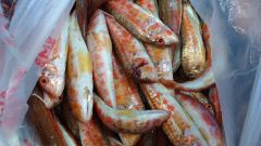 Рыба барабулька – маленький деликатес 