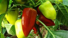 Proper fertilization of pepper in the greenhouse 