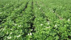 Гербициды для картофеля – последний довод против сорняков 