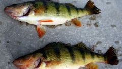 How to jerk river perch