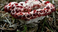 Какие грибы самые ядовитые