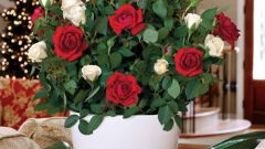 Какими бывают карликовые комнатные розы