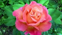How to purchase a rose plant to its roots 