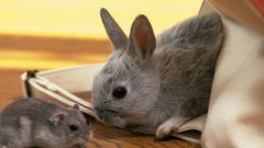 Восточный гороскоп совместимости: Крыса и Кролик