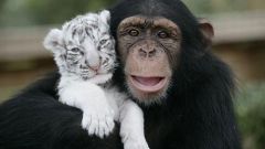Oriental horoscope compatibility Monkey and Tiger