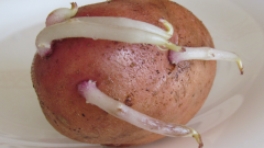 В чем польза картофельных ростков 