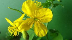How to treat warts with celandine