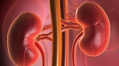 What does it mean if the ultrasound shows an increase in the kidneys 