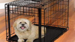Клетка для собаки: роскошь или необходимость