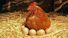 How to feed chickens-laying hens at home 