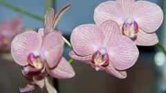 Как помочь орхидее повторно зацвести