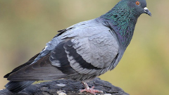 How to wean the pigeons sit on the window sill 