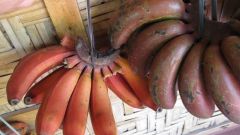 Красный банан: экзотический фрукт из Коста-Рики 