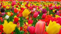 Какого цвета бывают тюльпаны