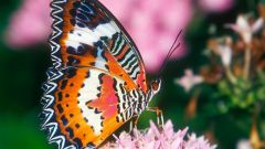 Крылья бабочки — прекрасная загадка природы 