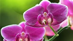 Orchid - watering, care, flowering 