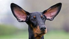 Что делать, если собака трясет ушами 